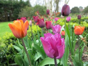 Tulip planting