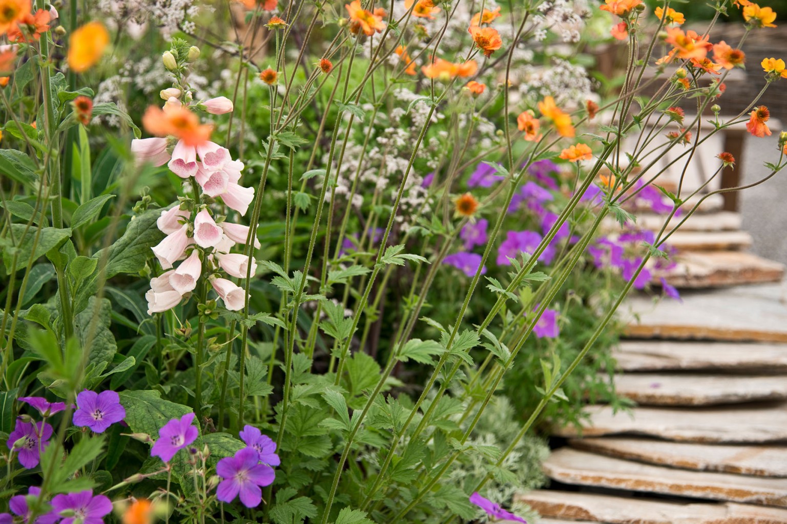 The Perennial Garden, RHS Chelsea Flower Show 2014 - Jo Thompson Garden