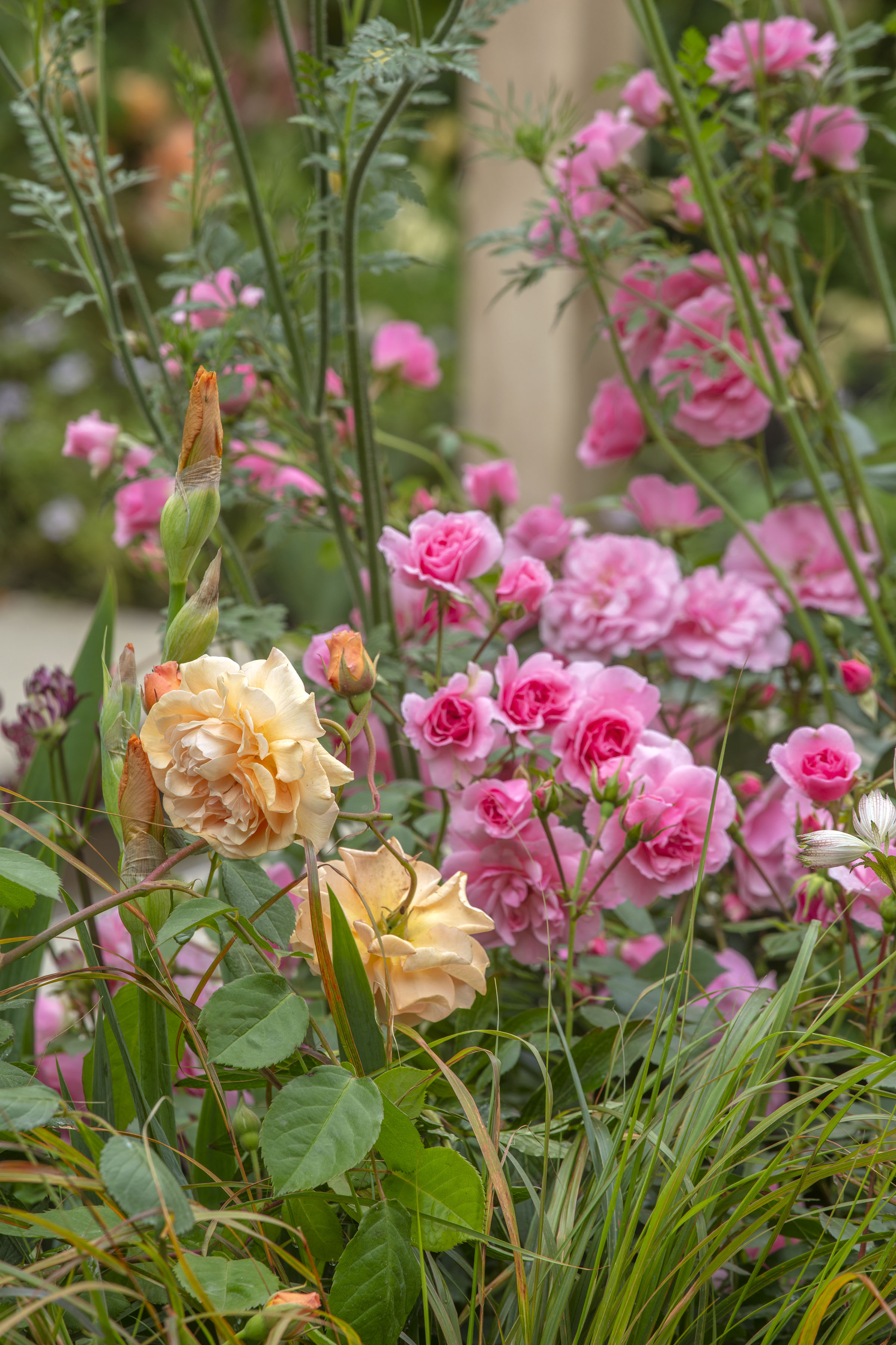 The Wedgwood Garden, RHS Chelsea Flower Show 2019 - Jo Thompson Garden Designer on Garden Designs 2019
 id=86587