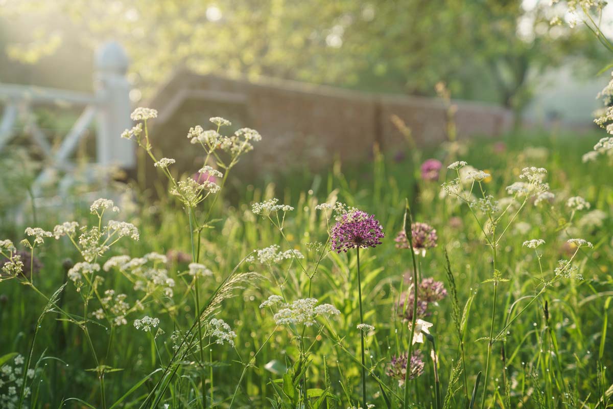 Wild flower meadow designed for garden in Norfolk