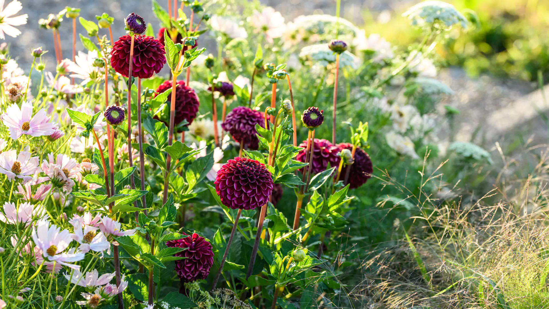 jo-thompson-landscape-garden-design-header-3-1.webp